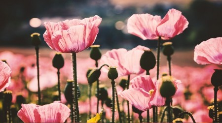 O dua mahcup ve engellidir