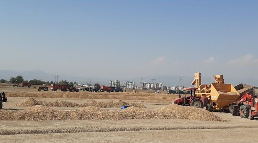 Osmaniye'de yer fıstığı hasadı buruk başladı