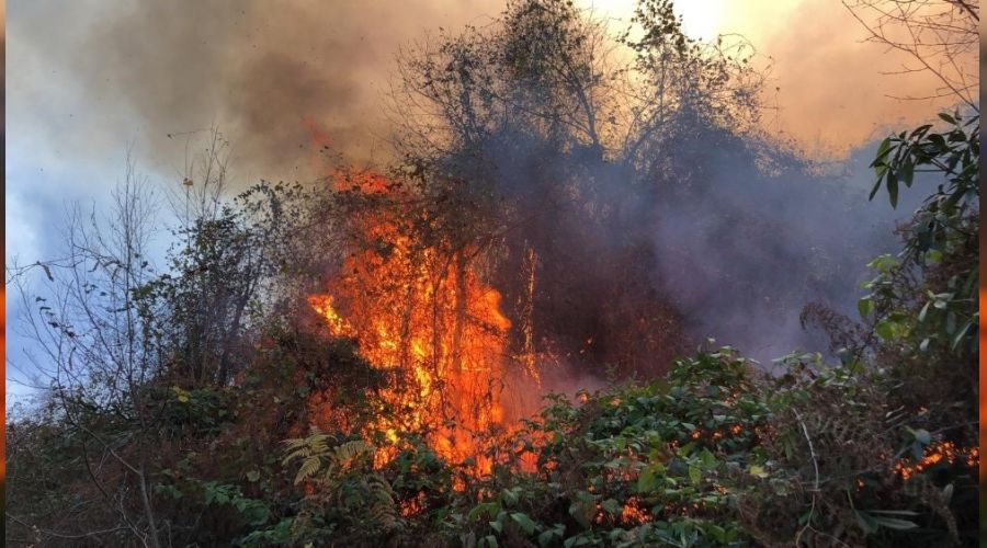 Rize'de 2 ayrı bölgede orman yangını