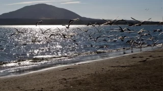 Rusya'nın Sahalin bölgesinde tsunami uyarısı yapıldı