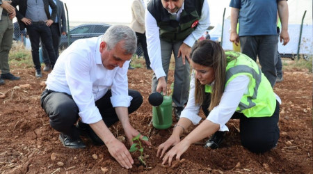 Şanlıurfa'da çiftçilere isot fidesi dağıtıldı
