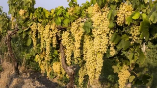 Şehzadeler'de tarım: Bereketli topraklarında yetişen ürünleri