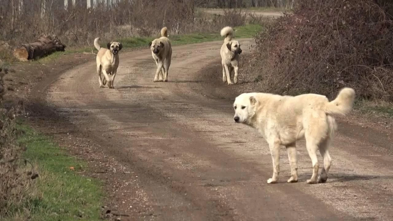 Sokak hayvanlarna ynelik yasa teklifi komisyondan geti