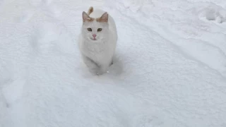 Sokak hayvanlarn k souuna kar korumalyz