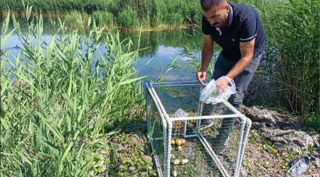 Su maymunların kontrol altına alınması için kapanlar kuruldu