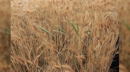 'Temiz tarla, Temiz Ürün' kampanyası
