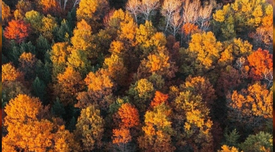 Tırtıl istilasından kurtulan orman rengarenk oldu