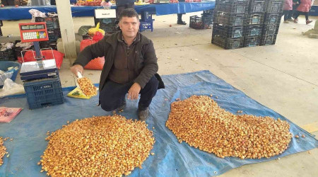 Tohumluk kuru soğanın kilogram fiyatını 5 TL'ye düştü