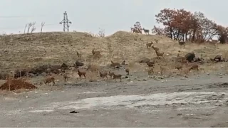 Tunceli'de dağ keçisi sürüsü görüntülendi