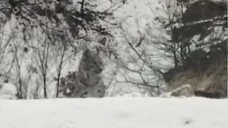 Tunceli'de krmz listedeki vaak grntlendi