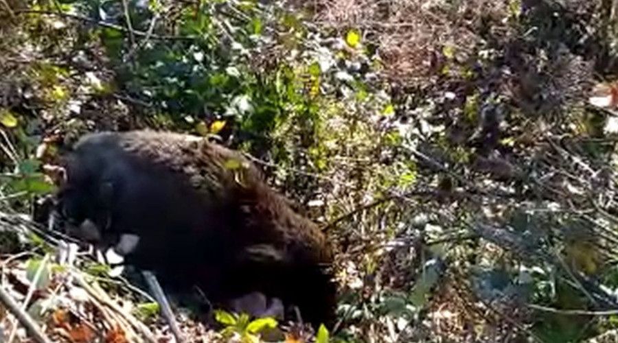 Yaban domuzlarının ölüm vakaları arttı