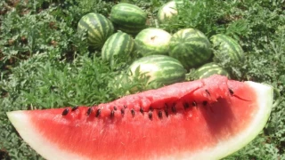 Yazın içi, kışın dışı tüketilen meyve