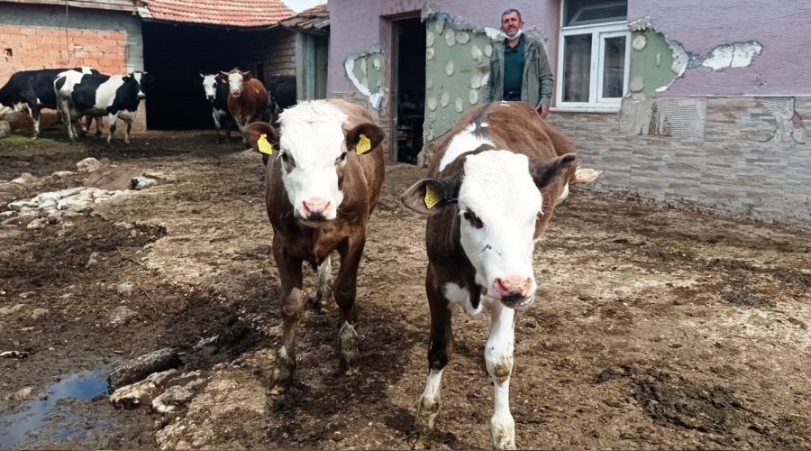 Yem fiyatlarındaki artış süt üreticilerini endişelendiriyor