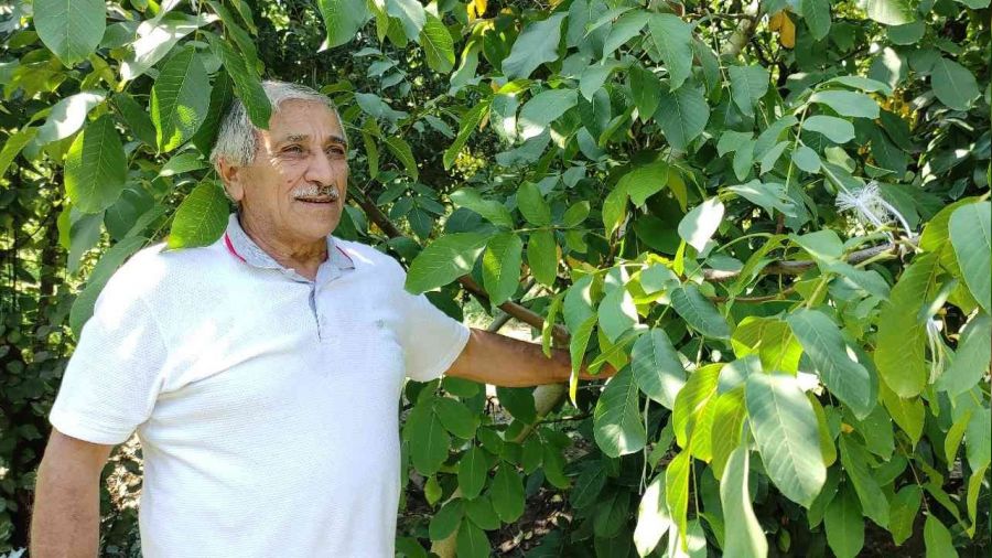 Yetiştirdiği cevizleri toplamak nasip olmadı