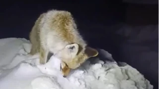 Yüksekova'da tilki ayakta dondu