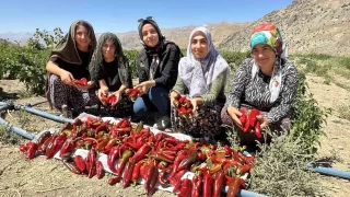 Yksekoval kadnlar biber hasadna balad