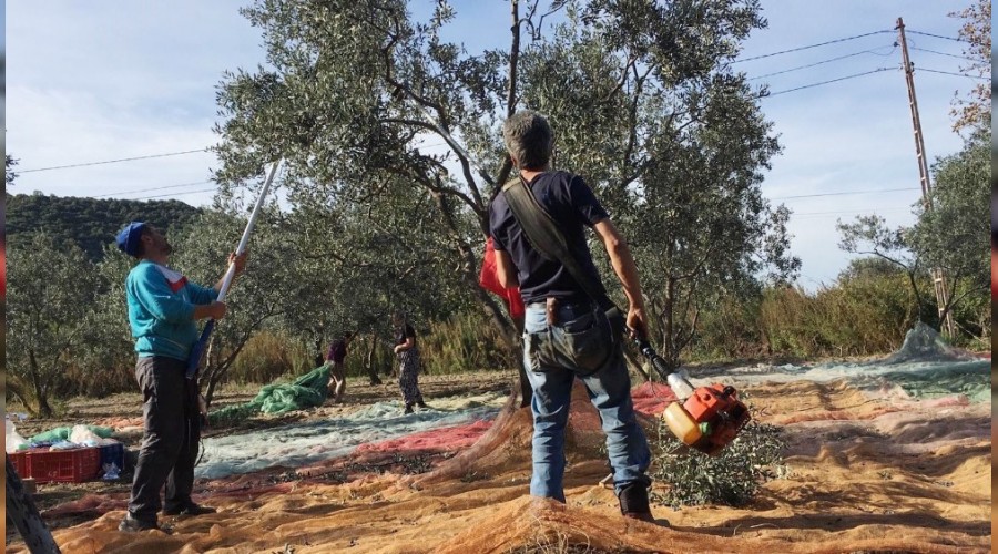 Zeytin yevmiyeleri belirlendi