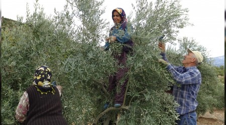 Zeytin, yöre halkının umudu oldu