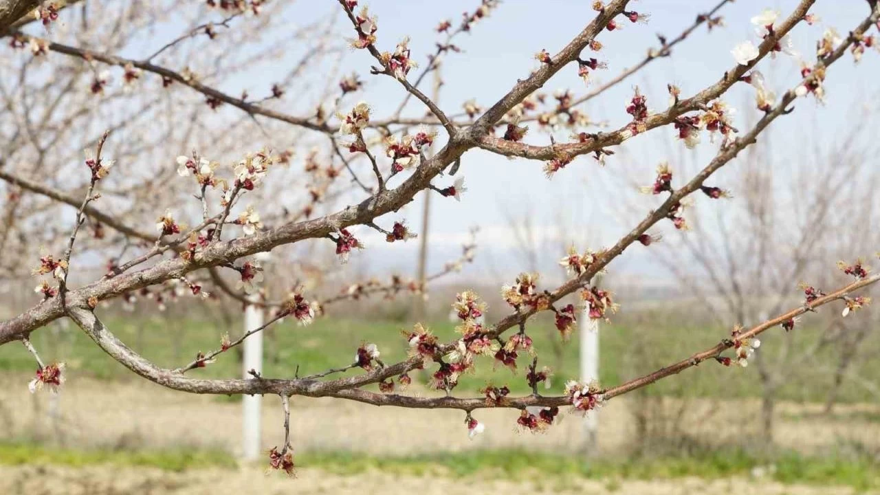 Zirai dondan etkilenen kaysda zarar byk