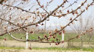 Zirai dondan etkilenen kaysda zarar byk