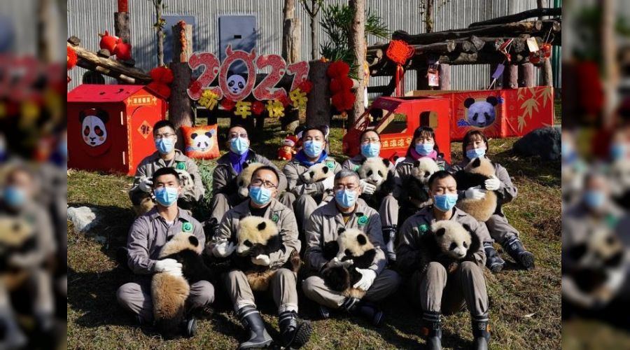 Yeni Mesaj 10 bebek panda yeni yıl için poz verdi