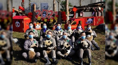 10 bebek panda yeni yıl için poz verdi