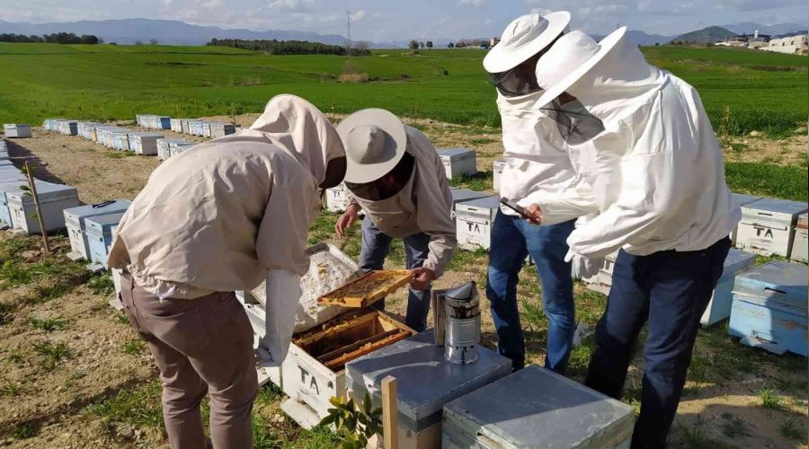 Adana'daki arı ölümleri araştırılıyor