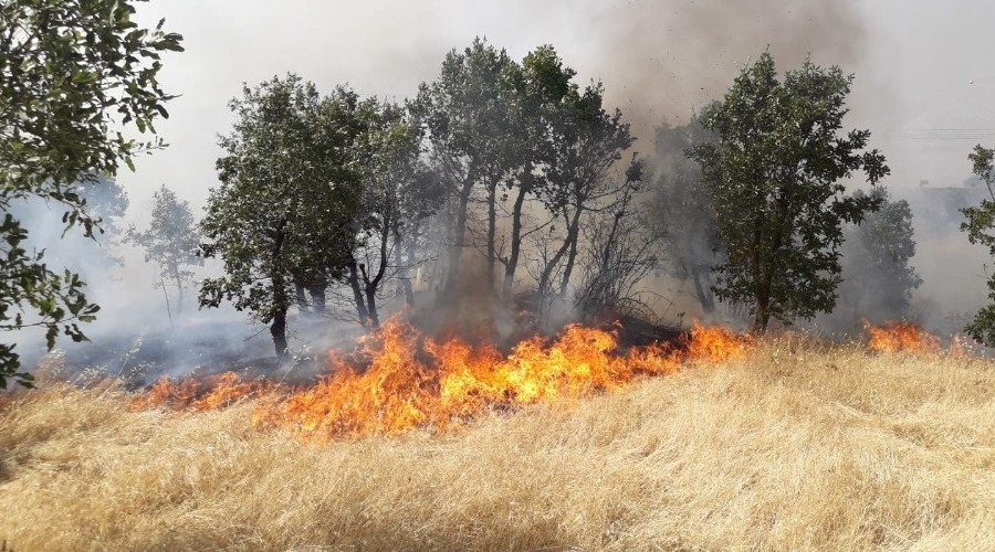 Ağaçlık alandaki yangın 300 dönümlük araziyi kül etti