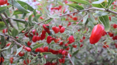Aksaray’ın gençlik iksiri hücreleri yeniliyor