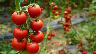 Aksu’nun bereketli envanteri: Neler yetişiyor?