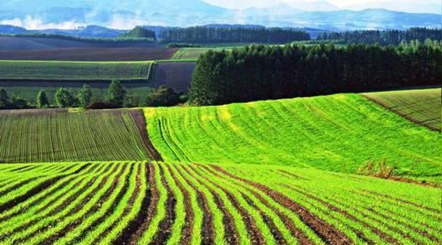 Alaşehir'de 116.653 m2 tarım arazisi icradan satılıktır