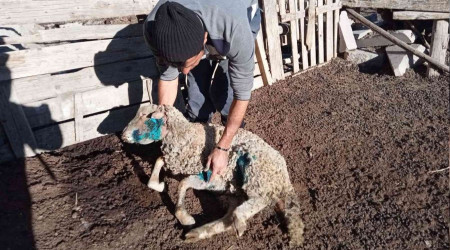 Ankara'da başıboş köpekler koyunlara saldırdı: 9 ölü, 3 yaralı