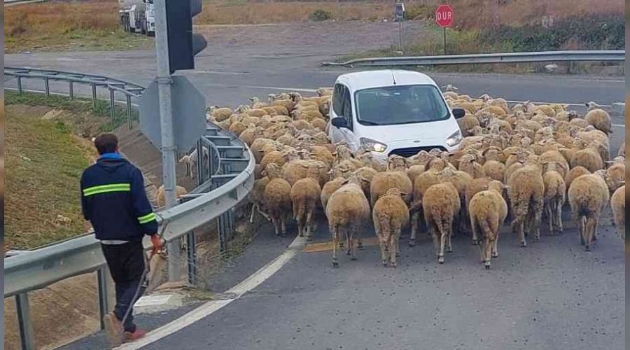 Araçların koyun sürüsüyle imtihanı