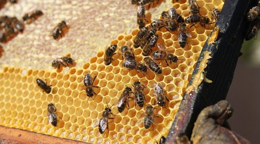 'Arıcılığın Başkenti'nde arıcılara yüzde 50 hibeli arı ve kovan desteği