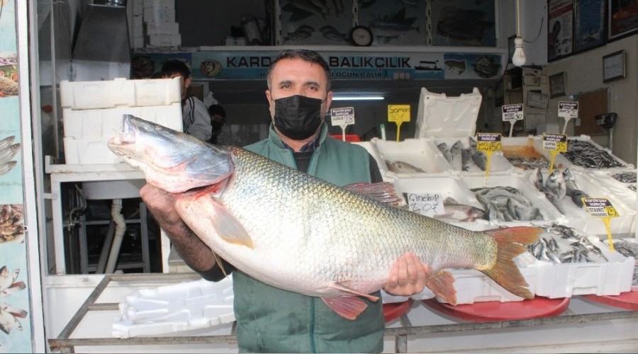 Atatürk Barajı'nda dev turna balığı yakalandı