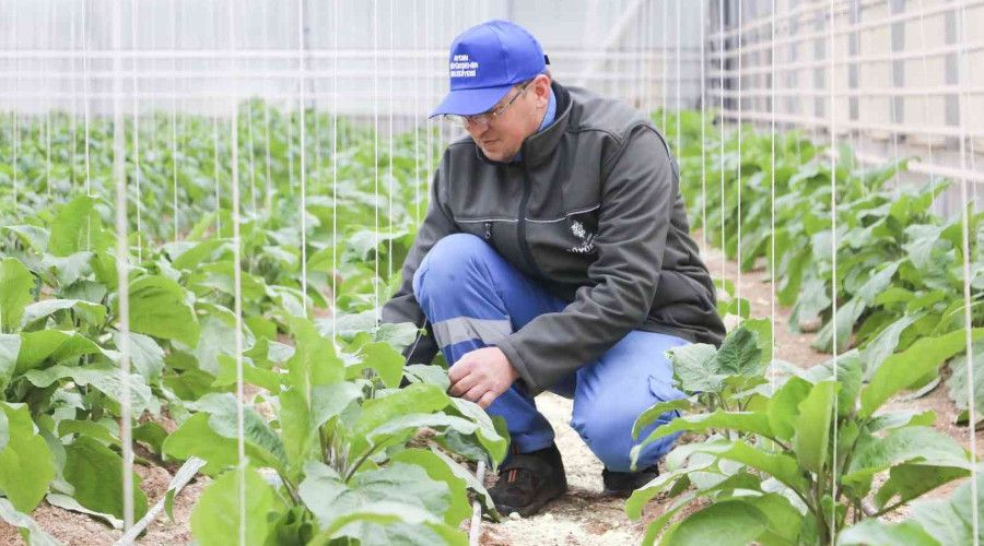 Aydın Büyükşehir'in seralarında Ata Tohumları'yla üretim devam ediyor