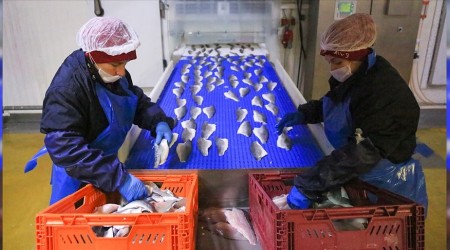 Balık ihracatı 1 milyar dolara ulaştı