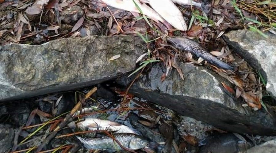 Balık ölümleri tedirgin ediyor