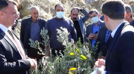 Batman zeytin diyarı olma yolunda