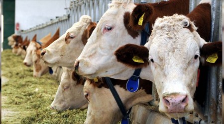 Belçika'dan İslam karşıtı şok karar