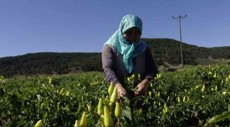 Biberiyede son rnler hasat ediliyor