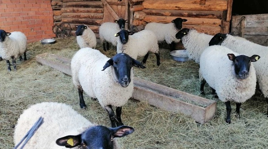 Bijik koyununun yok olmaması için harekete geçildi