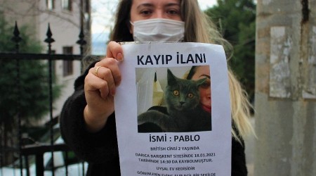 Bu kediyi bulan bin 500 lira kazanacak