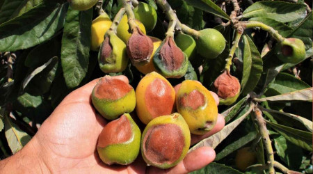 Bu kez meyveyi soğuk değil, sıcak vurdu