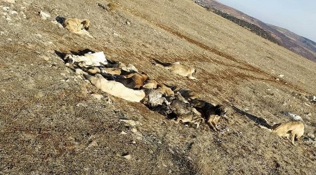 Bu zulmü kim, neden yapıyor?