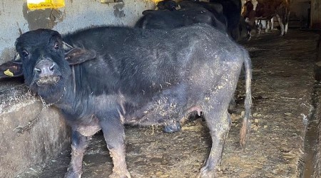 Büyükşehirden çiftçilere manda desteği