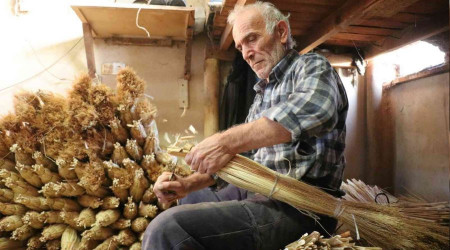 Çalı süpürgesi milyarlık süpürgelere direniyor