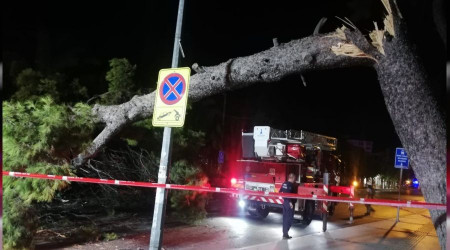 Çam ağacı devrildi, tramvay seferleri durdu