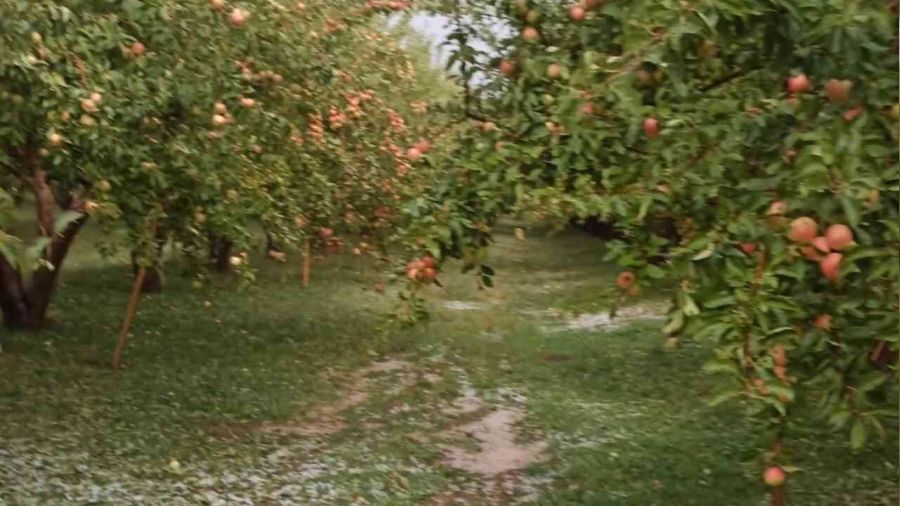 Çamardı'da dolu yağışı elmalara zarar verdi