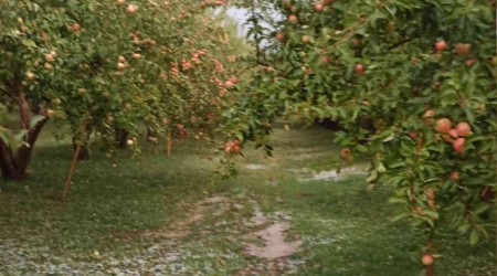 Çamardı'da dolu yağışı elmalara zarar verdi